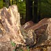 Jeffery Stump Photo 14