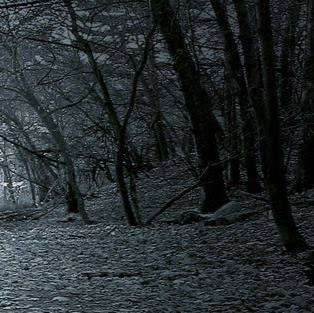 Amber Swan Photo 21