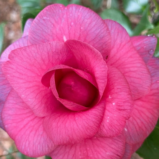 Cynthia Rolen Photo 1