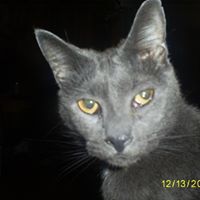 Debra Snyder Photo 8