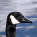 Michael Hast Photo 15