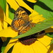Susan Howell Photo 33