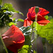 Michael Hoog Photo 12