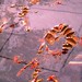 Carolyn Maki Photo 16