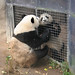 Sheng Lin Photo 7