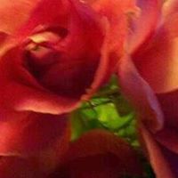 Colleen Stone Photo 22