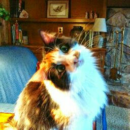 Debbie Calvert Photo 15