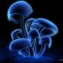 Fred Franz Photo 6