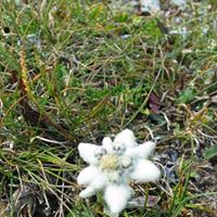 Irene Lind Photo 13