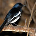 Robin Altman Photo 27