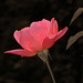 Rose Ferrante Photo 11