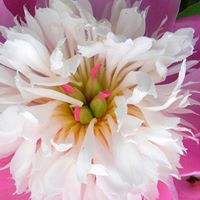 Debra Reis Photo 5