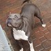 John Macchia Photo 29