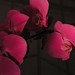 Lan Wu Photo 32