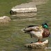 Richard Colvert Photo 6