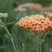 Gail Burns Photo 13