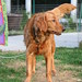 Penny Golden Photo 20