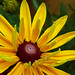 Susan Danver Photo 3