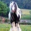 Jane Collard Photo 6