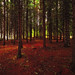 Mark Henriksen Photo 16