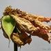 Susan Rose Photo 43