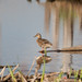 Richard Colvert Photo 8