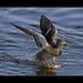 Richard Colvert Photo 3
