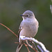 Emily Townsend Photo 33