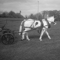 Sean Mcauliffe Photo 13