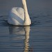 Darrell Swan Photo 15