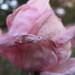 Elizabeth Whetstone Photo 13