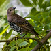 Paul Starling Photo 32
