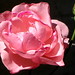 Elizabeth Rose Photo 40