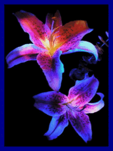 Suzanne Robinson Photo 44