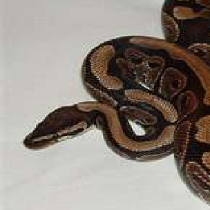Daniel Workman Photo 34