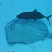 Jack Demers Photo 12