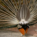 Louis Peacock Photo 17