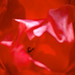 Rose Roderick Photo 9