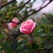 Lorraine Winters Photo 22