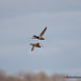 Richard Colvert Photo 7