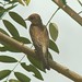Steven Demas Photo 9