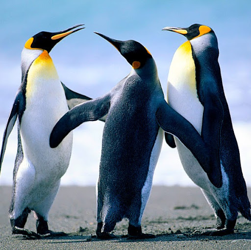 Ronald Andersen Photo 9