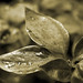 Mary Mapes Photo 13