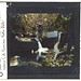 Edward Goldman Photo 25
