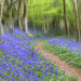 Steve Stringer Photo 17