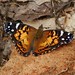 John Clutter Photo 27