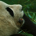 Hui Fu Photo 14