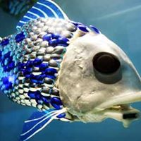 David Fish Photo 41
