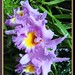 Lisa Argo Photo 17