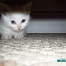 Angelia White Photo 45